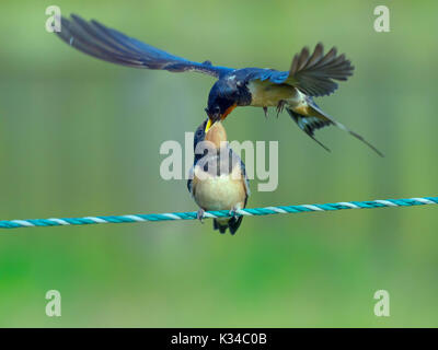 Schwalbe Hirundo rustica nach Fütterung junger auf Zaun Stockfoto