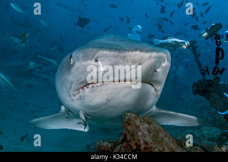 Videofilmer nimmt Close up Bilder von einem großen Tiger Shark, wie es in "Arm's Length"-Ansätze. Stockfoto