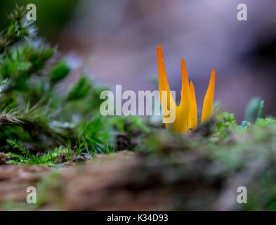 Pilze Stockfoto