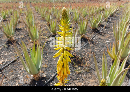 Fuerteventura, Spanien. Kanarischen Inseln erfüllen eine Reihe von einzigartigen Bedingungen eine qualitativ hochwertige Aloe vera zu kultivieren. Stockfoto