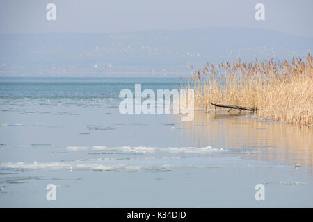 Balaton in Ungarn von Reed im Winter mit Schnee und Eis und ein blauer Himmel umgeben Stockfoto