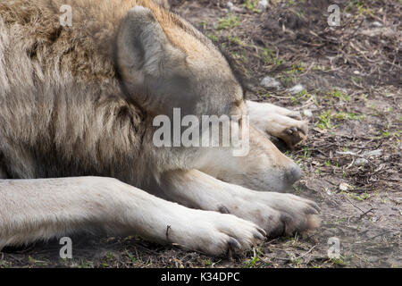 Nahaufnahme eines schlafenden Wolf in der bärenpark in Ungarn Stockfoto