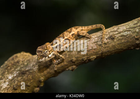 Kinder von Hohnels Chameleon (Trioceros hoehnelii) auf Zweig, Nairobi, Kenia Stockfoto