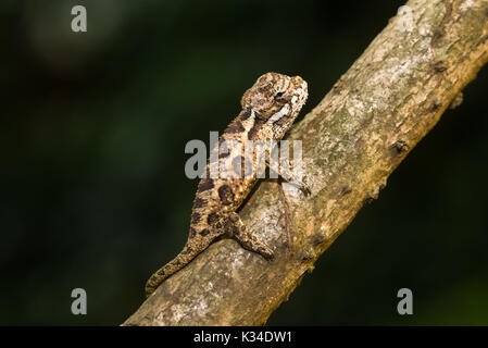 Kinder von Hohnels Chameleon (Trioceros hoehnelii) auf Zweig, Nairobi, Kenia Stockfoto