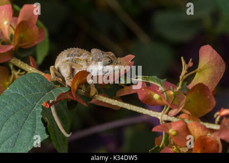 Kinder von Hohnels Chameleon (Trioceros hoehnelii) auf Zweig, Nairobi, Kenia Stockfoto