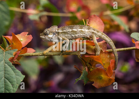 Kinder von Hohnels Chameleon (Trioceros hoehnelii) auf Zweig, Nairobi, Kenia Stockfoto