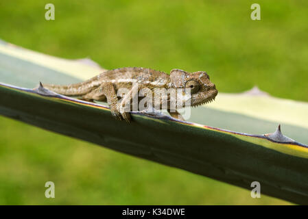 Kinder von Hohnels Chameleon (Trioceros hoehnelii) auf Zweig, Nairobi, Kenia Stockfoto