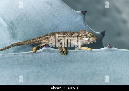 Kinder von Hohnels Chameleon (Trioceros hoehnelii) auf Blatt, Nairobi, Kenia Stockfoto