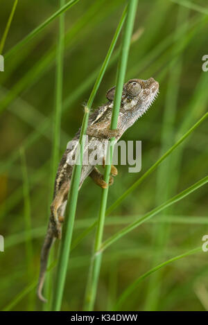 Kinder von Hohnels Chameleon (Trioceros hoehnelii) auf dichtes Gras, Nairobi, Kenia Stockfoto