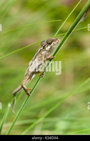 Kinder von Hohnels Chameleon (Trioceros hoehnelii) auf dichtes Gras, Nairobi, Kenia Stockfoto