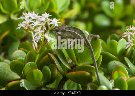 Kinder von Hohnels Chameleon (Trioceros hoehnelii) auf Pflanzen, Nairobi, Kenia Stockfoto