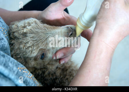 Frau Fütterung Milch in der Flasche zu einem abgelehnten Lamm. Stockfoto