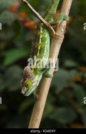 Kinder von Hohnels Chameleon (Trioceros hoehnelii) auf Zweig, Nairobi, Kenia Stockfoto