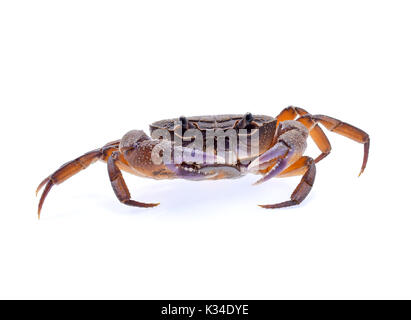 Süßwasser-Krabben auf weißem Hintergrund Stockfoto