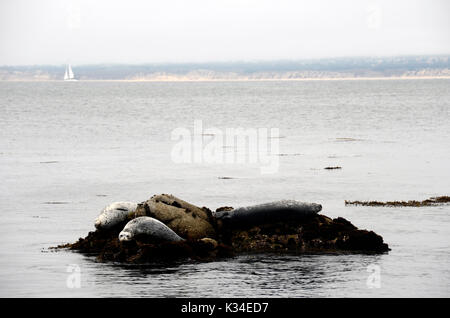 Graue Dichtungen auf Felsen in Monterey Bay, Kalifornien, USA Stockfoto