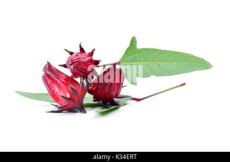 Hibiscus sabdariffa oder roselle Früchte auf weißem Hintergrund. Stockfoto