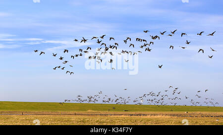 Aus Sibirien, die Gänse fliegen tausende von Kilometern zu überwintern in Ostfriesland. Dies war in der Nähe von Hilgenriedersiel erfasst. Stockfoto