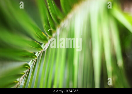 BOTANICO, BUENOS AIRES, ARGENTINIEN - September 2017 - Nahaufnahme der Bamboo Palm Anlage befindet sich der botanische Garten von Buenos Aires. Stockfoto