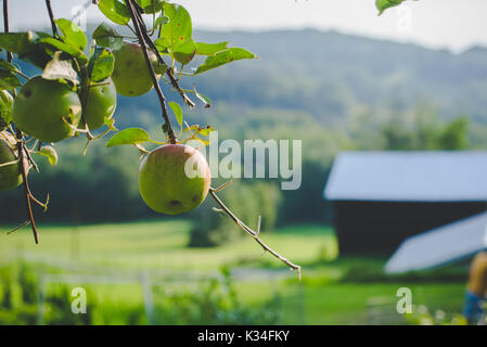 Äpfel auf einem Baum im Herbst. Stockfoto