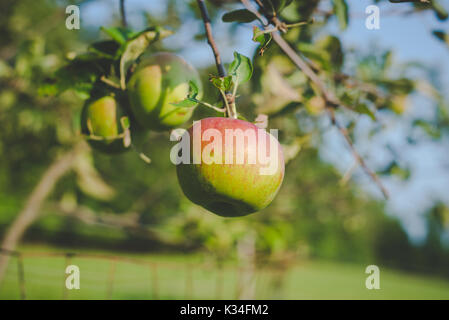 Äpfel auf einem Baum im Herbst. Stockfoto