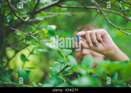 Kind Hände halten frische Blaubeeren aus einer Farm. Stockfoto