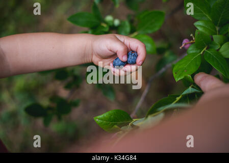 Kind Hände halten frische Blaubeeren aus einer Farm. Stockfoto