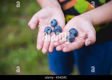 Kind Hände halten frische Blaubeeren aus einer Farm. Stockfoto
