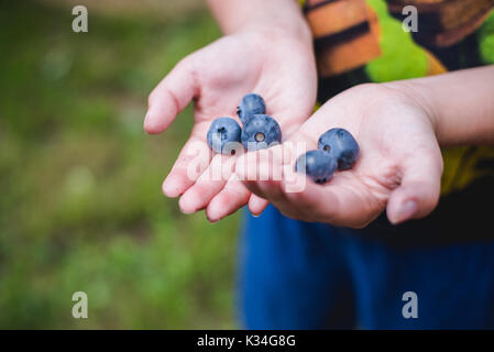 Kind Hände halten frische Blaubeeren aus einer Farm. Stockfoto