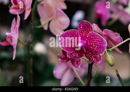 Hybrid lila Phalaenopsis - Orchideen - Dendrobium in einem Garten Stockfoto