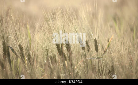 Reife Gerste Makro Hintergrund, Tropfen von Wasser nach dem Regen Stockfoto