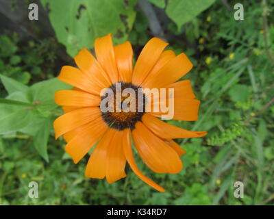 Einfach Garten Blumen in verschiedenen Farben und Arten zu wachsen. Daisy art Blumen. Stockfoto