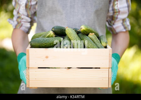 Foto von Guy Holding Box mit Gurken im Sommer, am Nachmittag Stockfoto