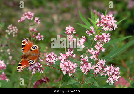 Tagpfauenauge (Nymphalis io) Ruhe Einziehen auf wilde Blumen Stockfoto