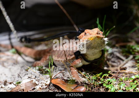 Bartagame - Pogona vitticeps Stockfoto