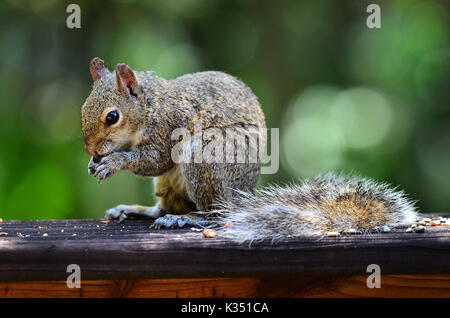 Aus der Nähe mit dem östlichen grauen Eichhörnchen auf dem Geländer Stockfoto