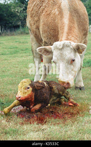 Fleckvieh Kuh Bos taurus. Tier hat nur ein Kalb geboren. Sie hat eine Runde ist jetzt lecken und Reinigung die Überreste der Nachgeburt gedreht Stockfoto