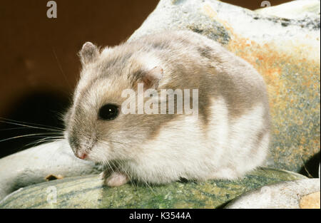 Russische Zwerg Behaarte-footed Hamster Phodopus sungorus sungorus. Winter weiße Form, März Fell. Stockfoto