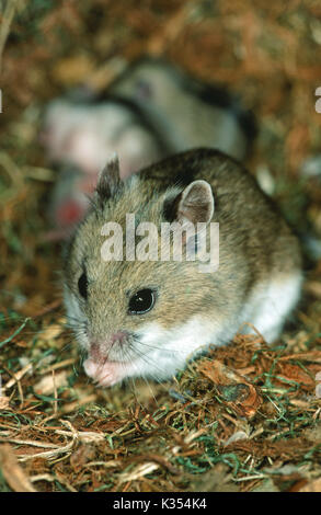 Chinese Hamster Cricetulus griseus barabarensis. Essen. Nest der Junge im Hintergrund. Stockfoto