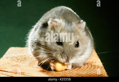 Campbell's Russisch Russisch Zwerghamster Phodopus sungorus cambelli. Halten Lebensmittel mit haarigen Vorderpfoten essen ein Samen. Stockfoto