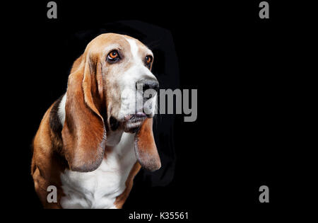 Basset Hound sitzen auf Kamera, Hintergrund schwarz Stockfoto