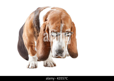 Basset Hound sitzen mit Sonnenbrillen, Hintergrund weiß Stockfoto