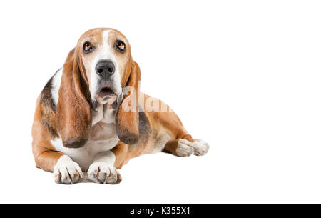 Basset Hound liegt und blickt in die Kamera, Hintergrund weiß Stockfoto