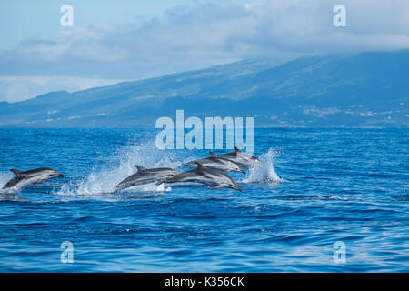 Gestreifte Delfine in den Atlantischen Ozean in der Nähe der Insel Pico auf den Azoren. Stockfoto