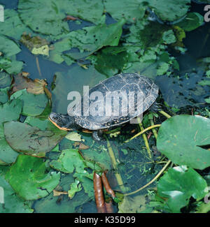 Blanding Emydoidea blandingii der Schildkröte. Nordamerika. Gelbe Kinn und Unterkiefer und Flecken auf Panzer Lamellen helfen, diese Arten identifizieren. Stockfoto