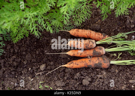 Vier orange Karotten frisch aus dem Gemüsegarten geerntet Stockfoto