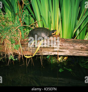 Blanding Emydoidea blandingii der Schildkröte. Gelbe Kinn und Unterkiefer und Flecken auf Panzer Lamellen Hilfe dieser Nordamerikanischen Arten identifizieren. Stockfoto