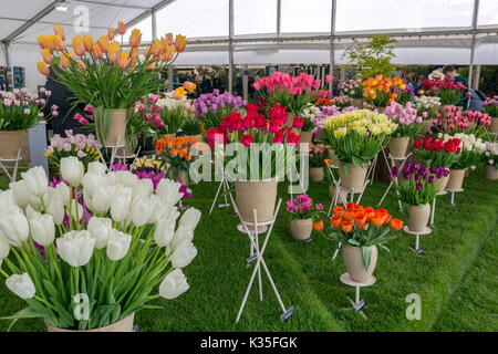 Eine eindrucksvolle Darstellung der verschiedenen tulip Sorten in die florale Festzelt an der 2017 RHS Malvern Frühling zeigen, Worcestershire, England, Großbritannien Stockfoto