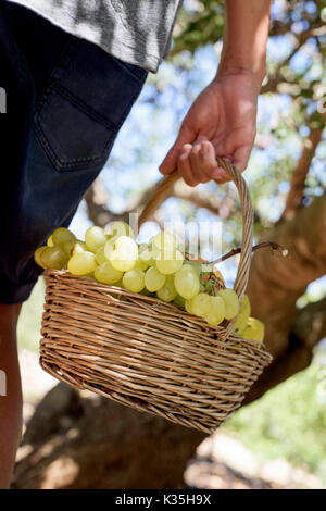 Nahaufnahme eines jungen kaukasischen Mann gesehen von hinten mit einem rustikalen Korb voller Obst frisch in einem organischen Orchard gesammelt Stockfoto