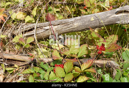 Stein Dornbusch Berry (Rubus Saxatilis) und einen trockenen Zweig im Sonnenschein, Bild aus dem Norden von Schweden. Stockfoto