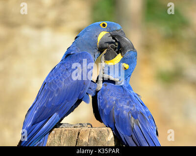 Nahaufnahme von zwei Hyazinthe Aras (Anodorhynchus hyacinthinus) küssen Stockfoto